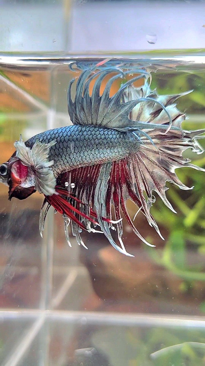 CROWNTAIL DUMBO EAR COPPER RED WASH BETTA FISH