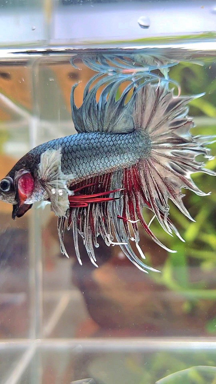 CROWNTAIL DUMBO EAR COPPER RED WASH BETTA FISH