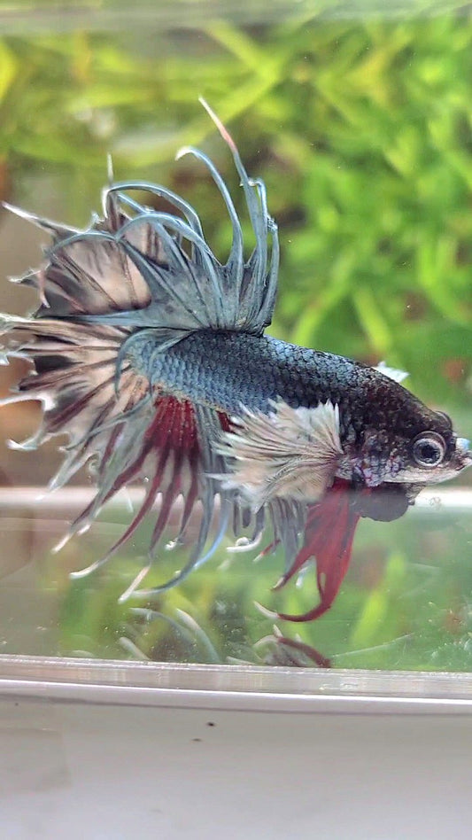 CROWNTAIL DUMBO EAR COPPER RED WASH BETTA FISH