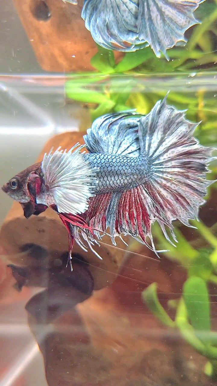 CROWNTAIL DUMBO EAR COPPER BETTA FISH