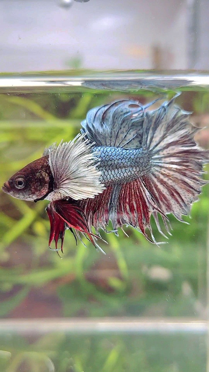 CROWNTAIL DUMBO EAR COPPER BETTA FISH