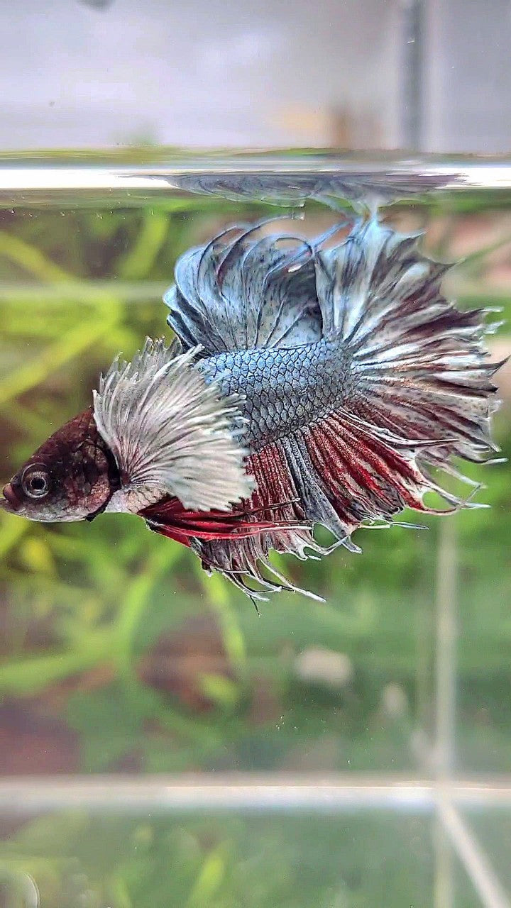 CROWNTAIL DUMBO EAR COPPER BETTA FISH