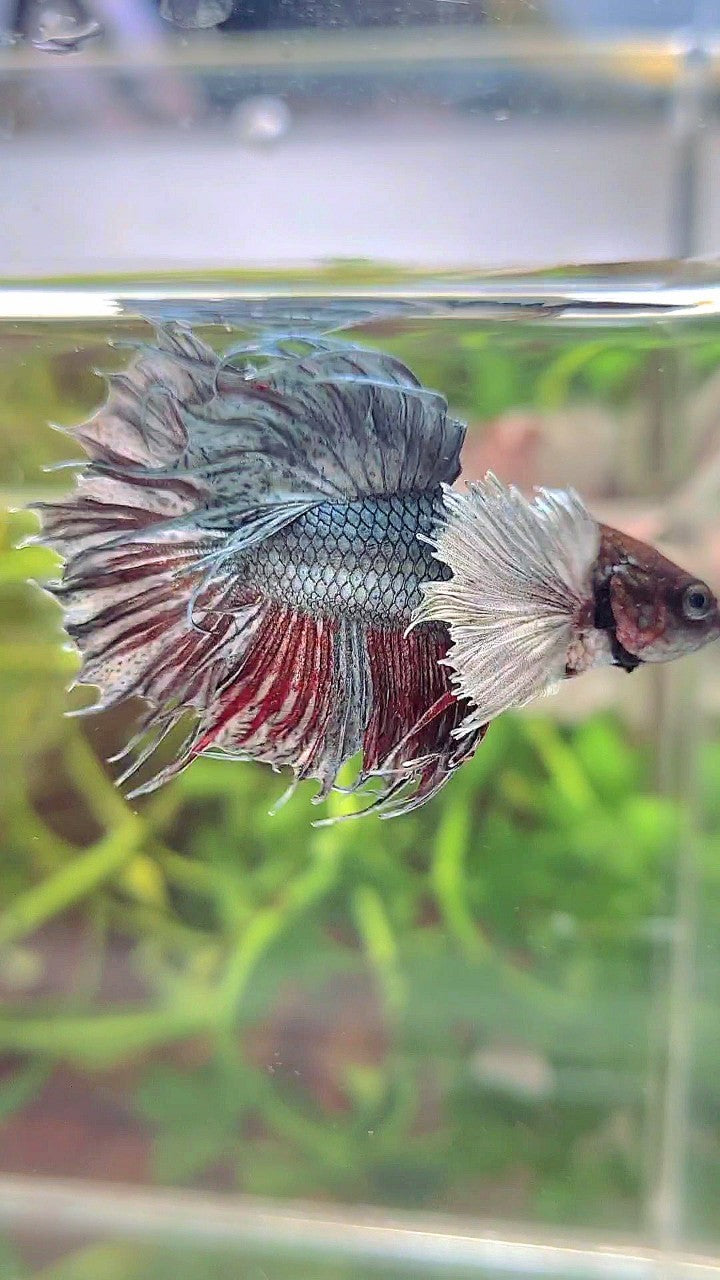 CROWNTAIL DUMBO EAR COPPER BETTA FISH