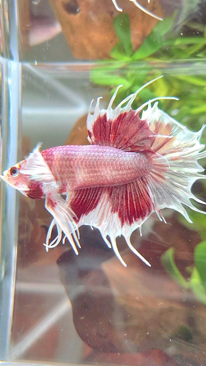 CROWNTAIL DUMBO EAR WHITE RED MULTICOLOR BETTA FISH