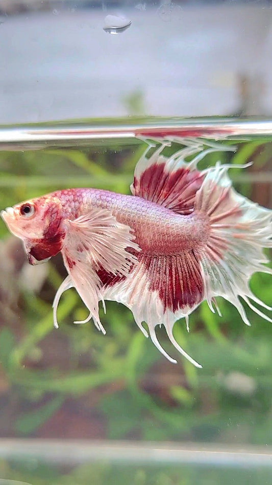 CROWNTAIL DUMBO EAR WHITE RED MULTICOLOR BETTA FISH