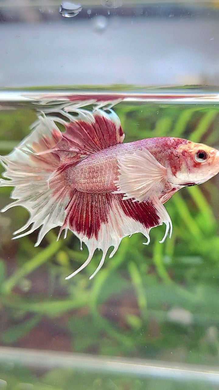 CROWNTAIL DUMBO EAR WHITE RED MULTICOLOR BETTA FISH