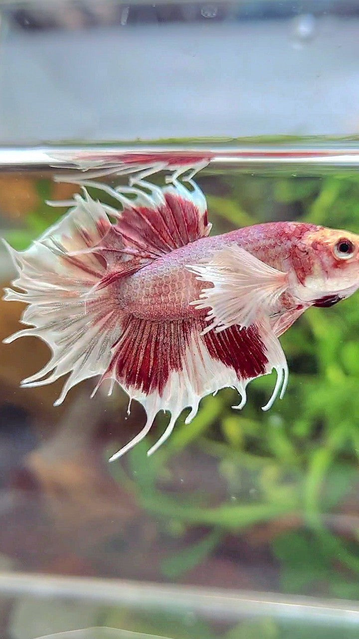 CROWNTAIL DUMBO EAR WHITE RED MULTICOLOR BETTA FISH