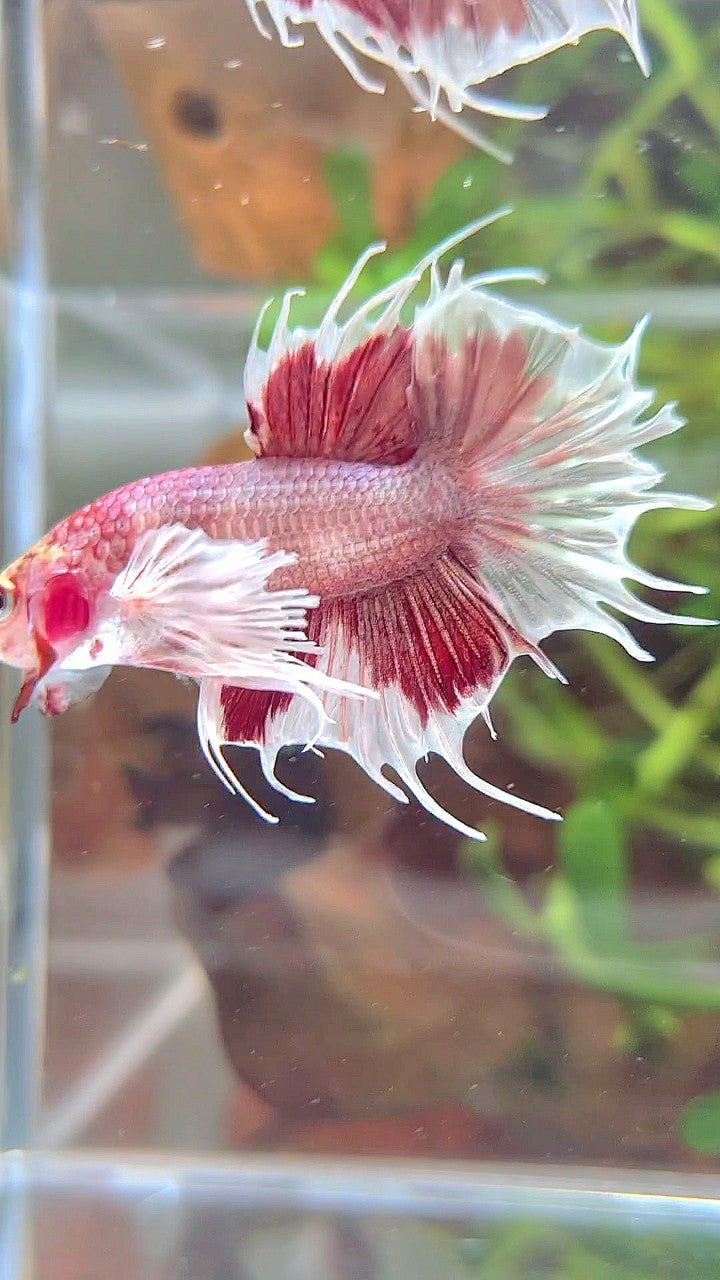 CROWNTAIL DUMBO EAR WHITE RED MULTICOLOR BETTA FISH