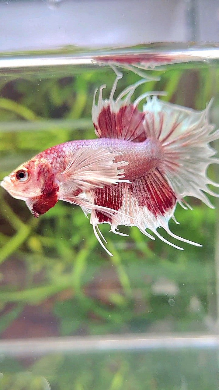 CROWNTAIL DUMBO EAR WHITE RED MULTICOLOR BETTA FISH