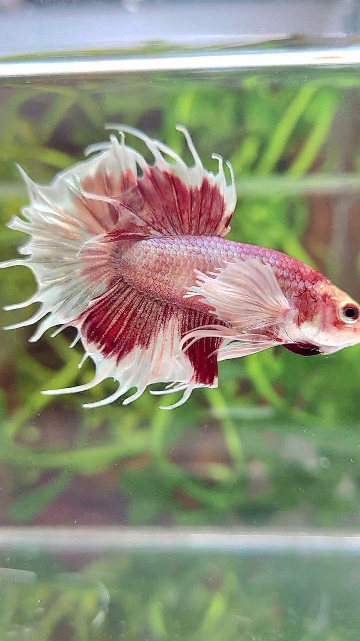 CROWNTAIL DUMBO EAR WHITE RED MULTICOLOR BETTA FISH