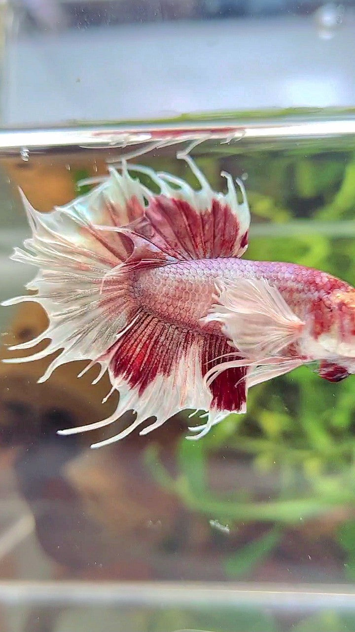 CROWNTAIL DUMBO EAR WHITE RED MULTICOLOR BETTA FISH