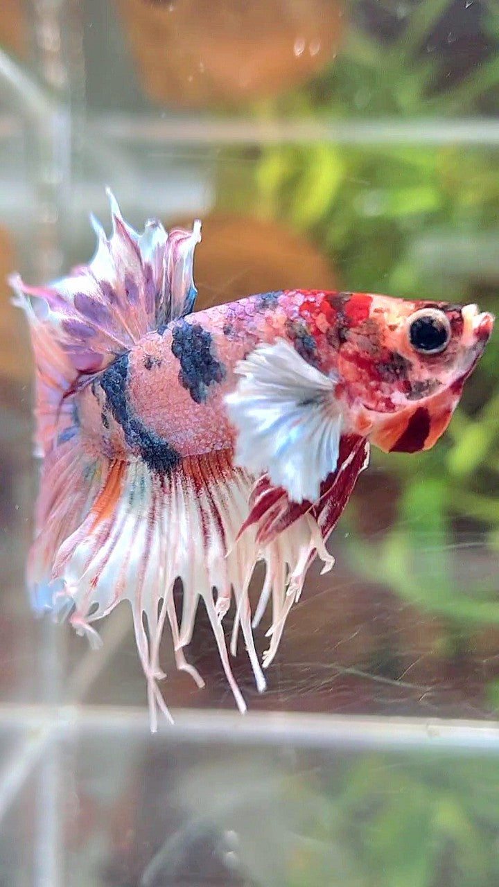 CROWNTAIL DUMBO EAR PINK CANDY MULTICOLOR BETTA FISH