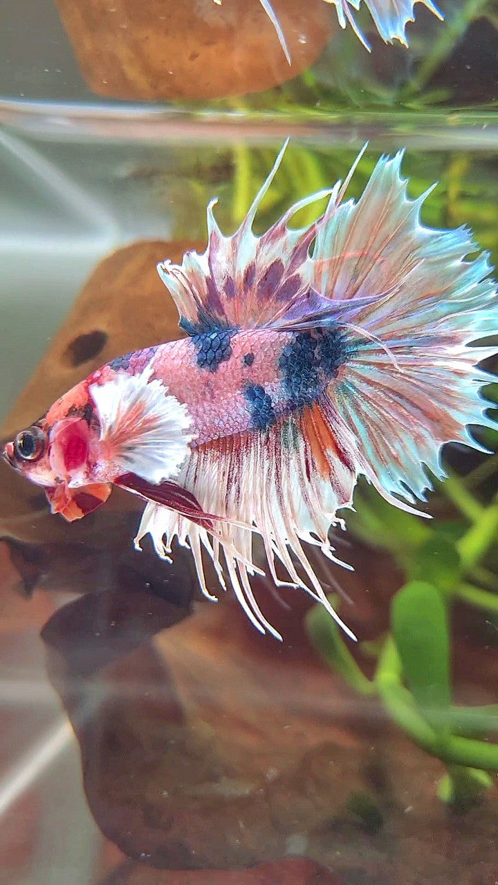 CROWNTAIL DUMBO EAR PINK CANDY MULTICOLOR BETTA FISH