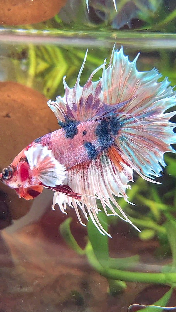 CROWNTAIL DUMBO EAR PINK CANDY MULTICOLOR BETTA FISH