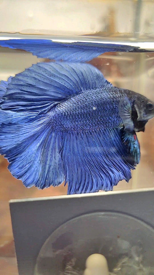 HALFMOON DOUBLE TAIL SUPER BLUE BETTA FISH