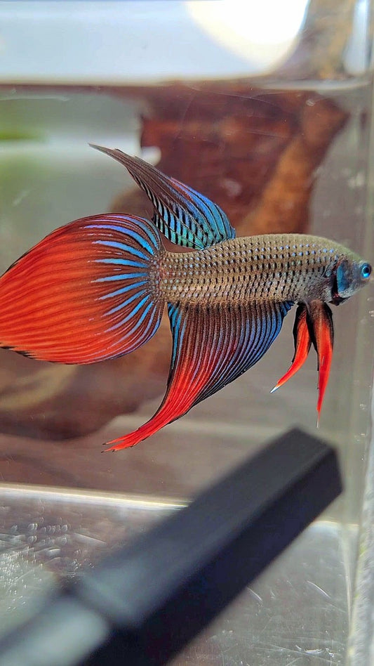 LONGFIN VEILTAIL IMBELIS GREEN RED HYBRID WILD BETTA FISH