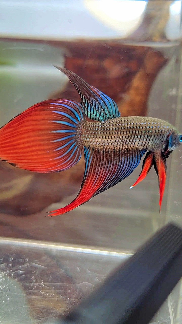 LONGFIN VEILTAIL IMBELIS GREEN RED HYBRID WILD BETTA FISH