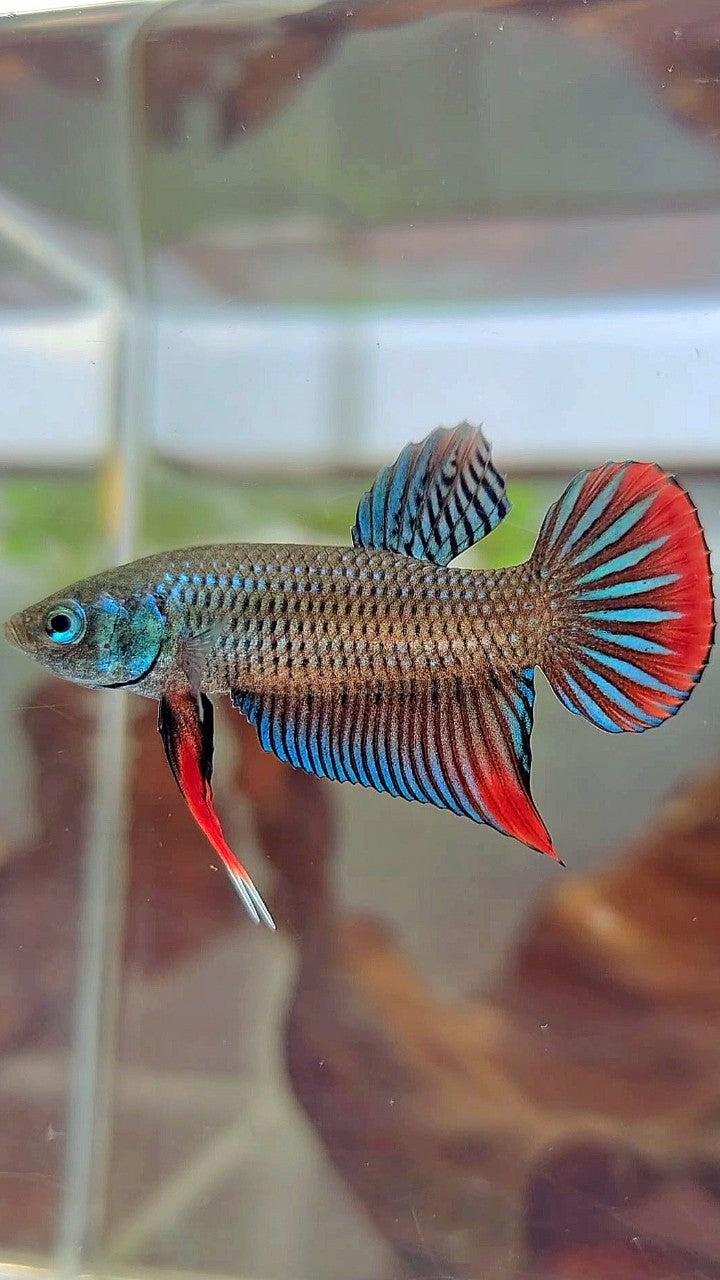 PLAKAT IMBELIS GREEN RED HYBRID WILD BETTA FISH