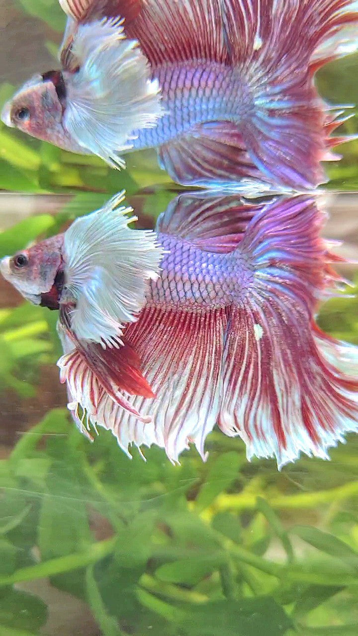 HALFMOON SUPER DUMBO EAR PURPLE BETTA FISH