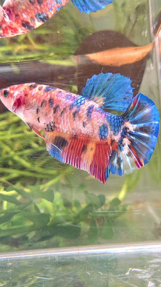 FEMALE GIANT PLAKAT BO 5,7CM+ RAINBOW MULTICOLOR BETTA FISH