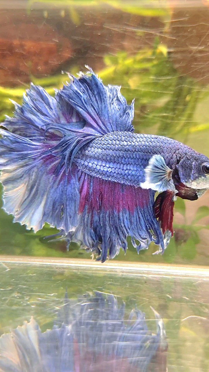 XL HALFMOON FEATHER TAIL BIG EAR BLUE BETTA FISH