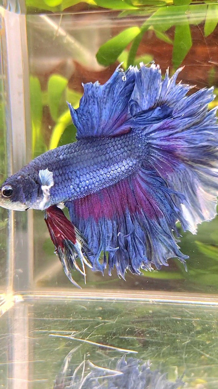 XL HALFMOON FEATHER TAIL BIG EAR BLUE BETTA FISH