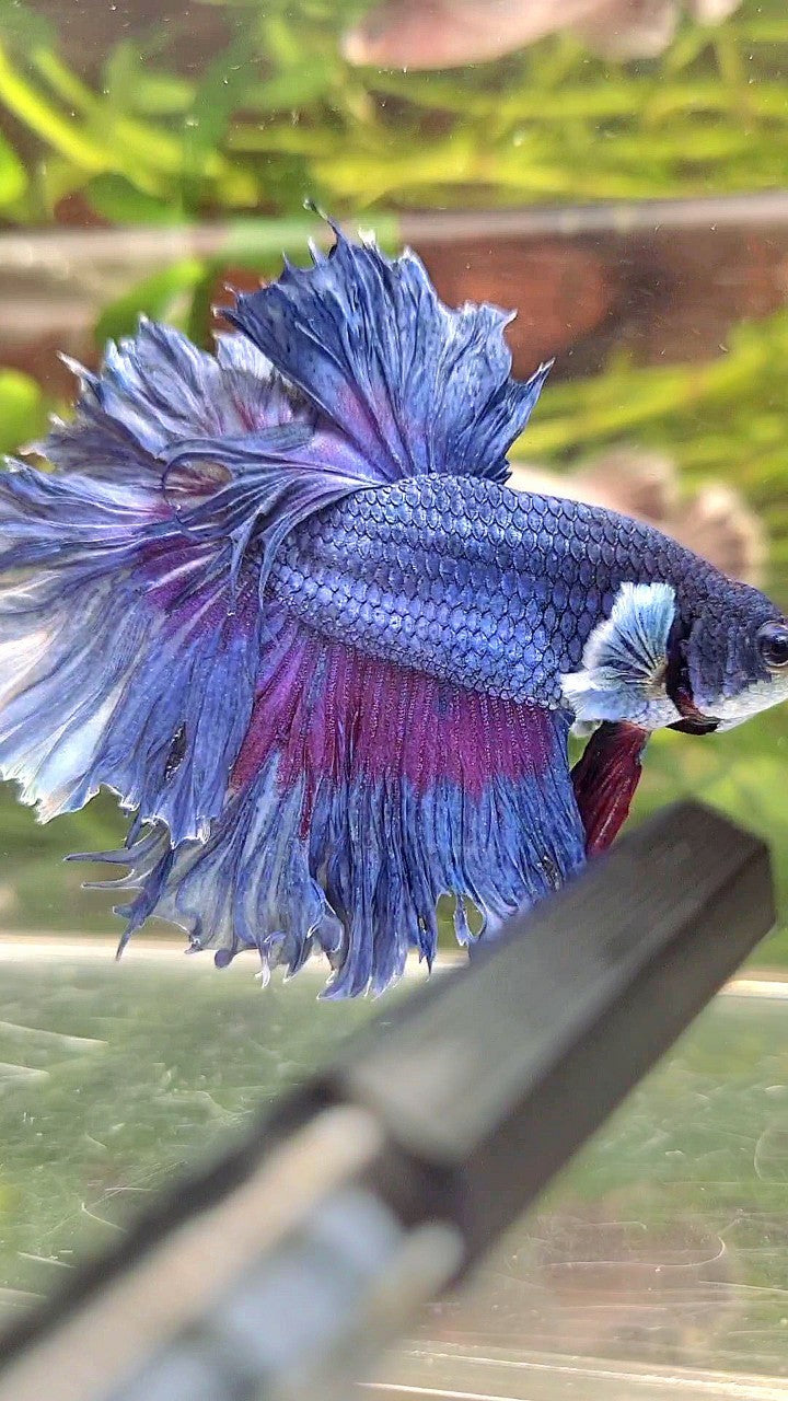 XL HALFMOON FEATHER TAIL BIG EAR BLUE BETTA FISH