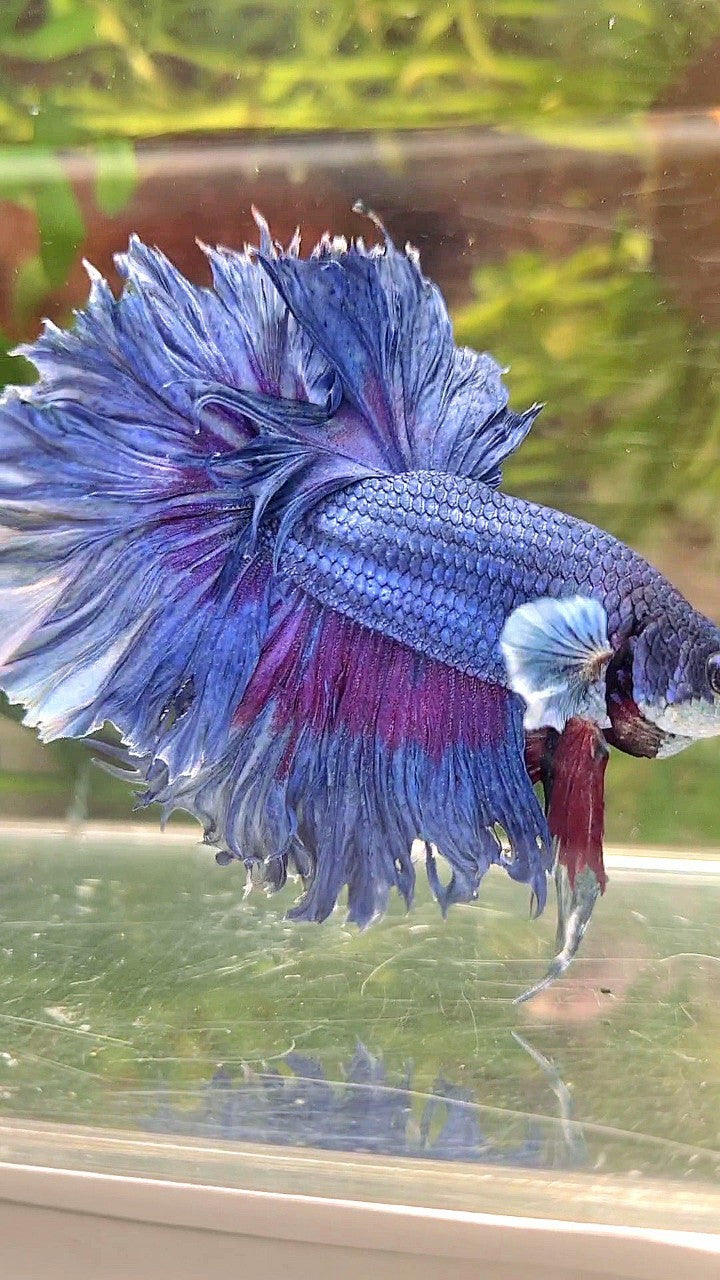 XL HALFMOON FEATHER TAIL BIG EAR BLUE BETTA FISH