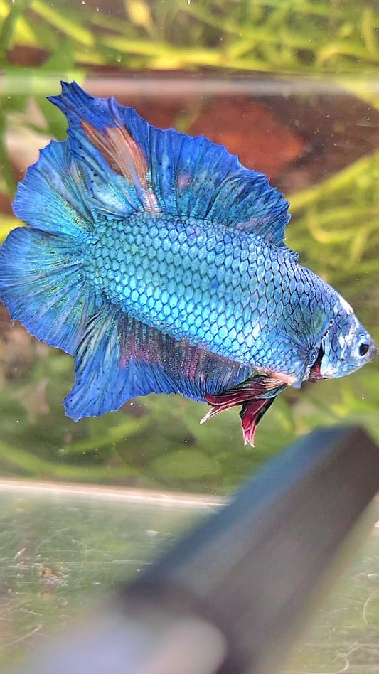 XXL PLAKAT DOUBLE TAIL BLUE MULTICOLOR BETTA FISH