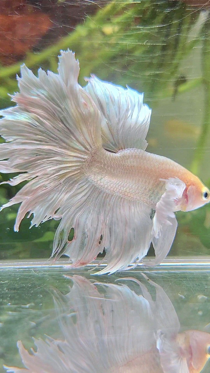 BONSAI HALFMOON DUMBO EAR WHITE PLATINUM BETTA FISH