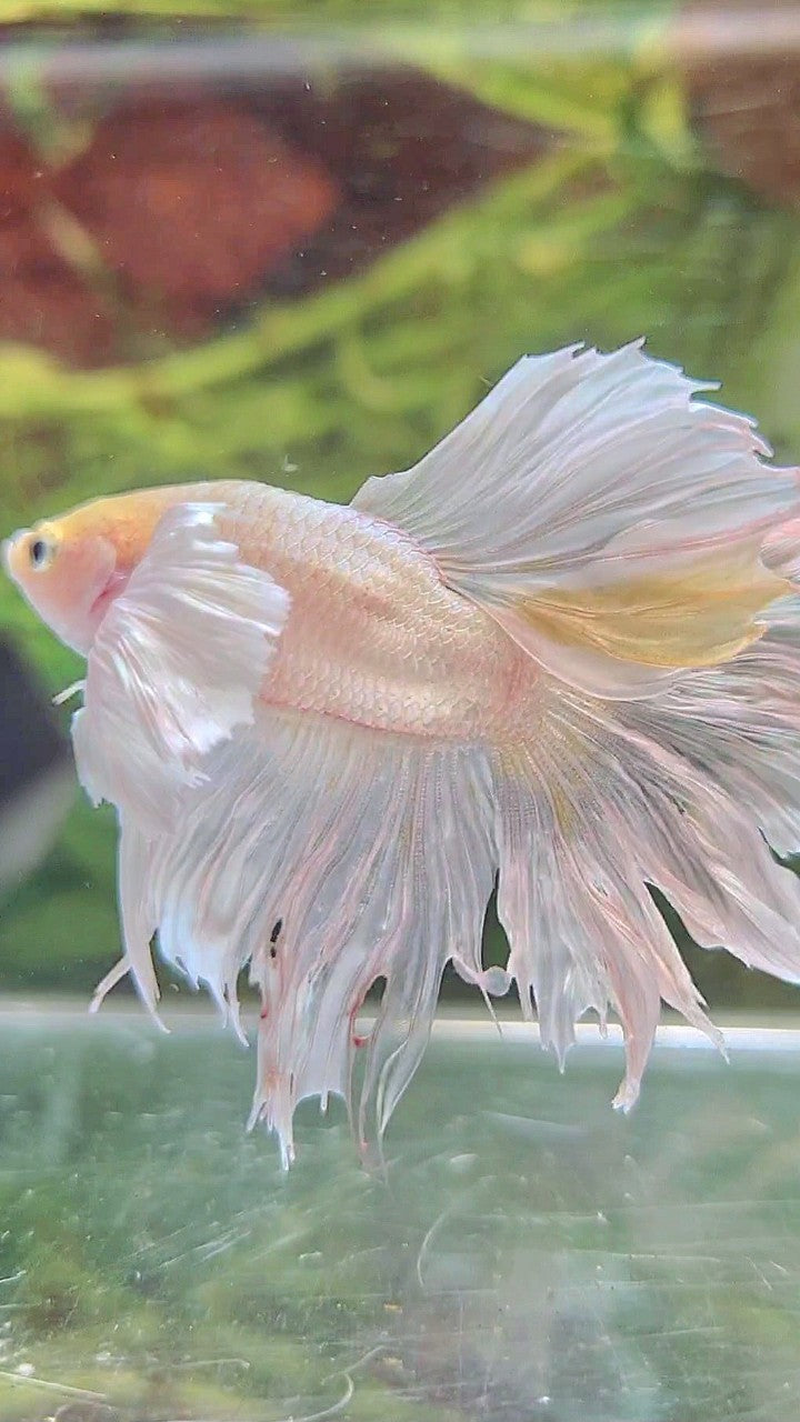 BONSAI HALFMOON DUMBO EAR WHITE PLATINUM BETTA FISH