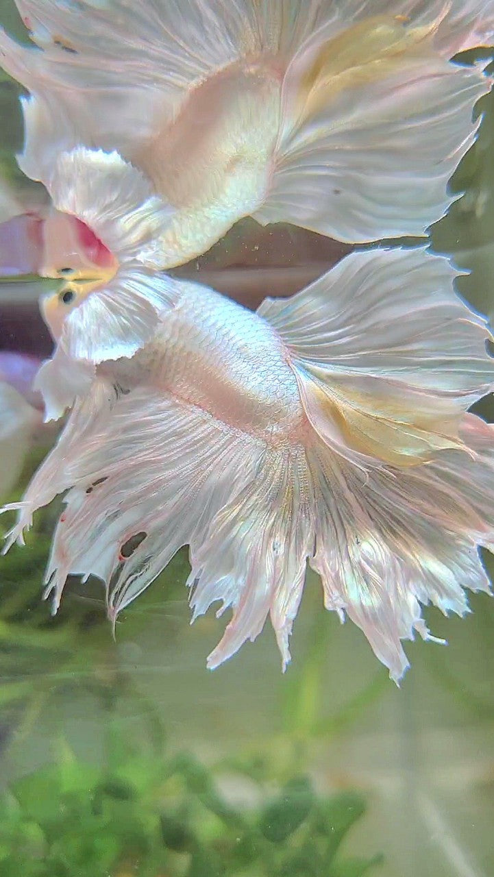 BONSAI HALFMOON DUMBO EAR WHITE PLATINUM BETTA FISH