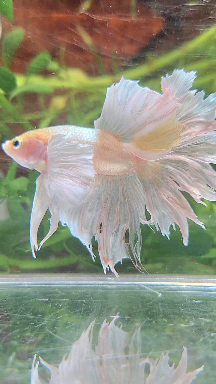 BONSAI HALFMOON DUMBO EAR WHITE PLATINUM BETTA FISH