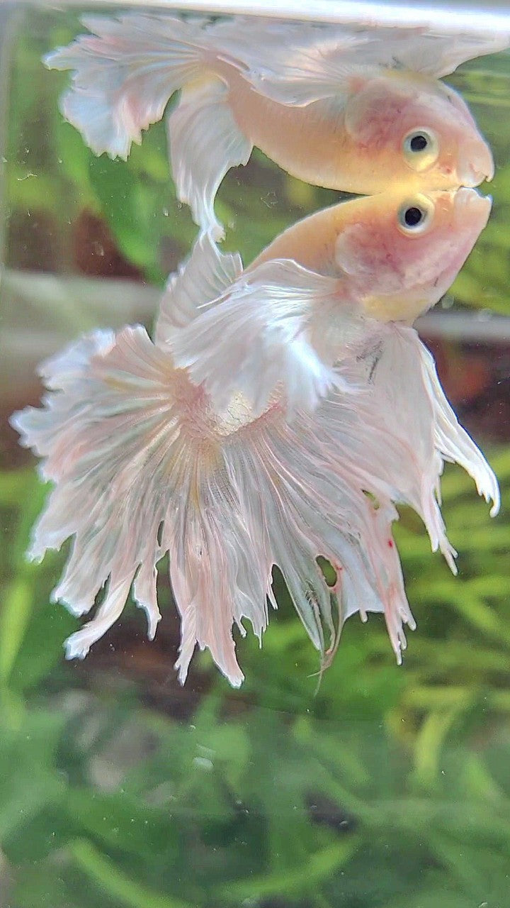 BONSAI HALFMOON DUMBO EAR WHITE PLATINUM BETTA FISH