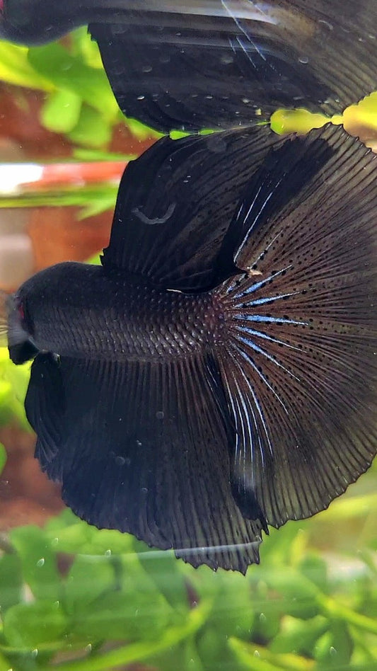 HALFMOON ROSETAIL SUPER BLACK BETTA FISH