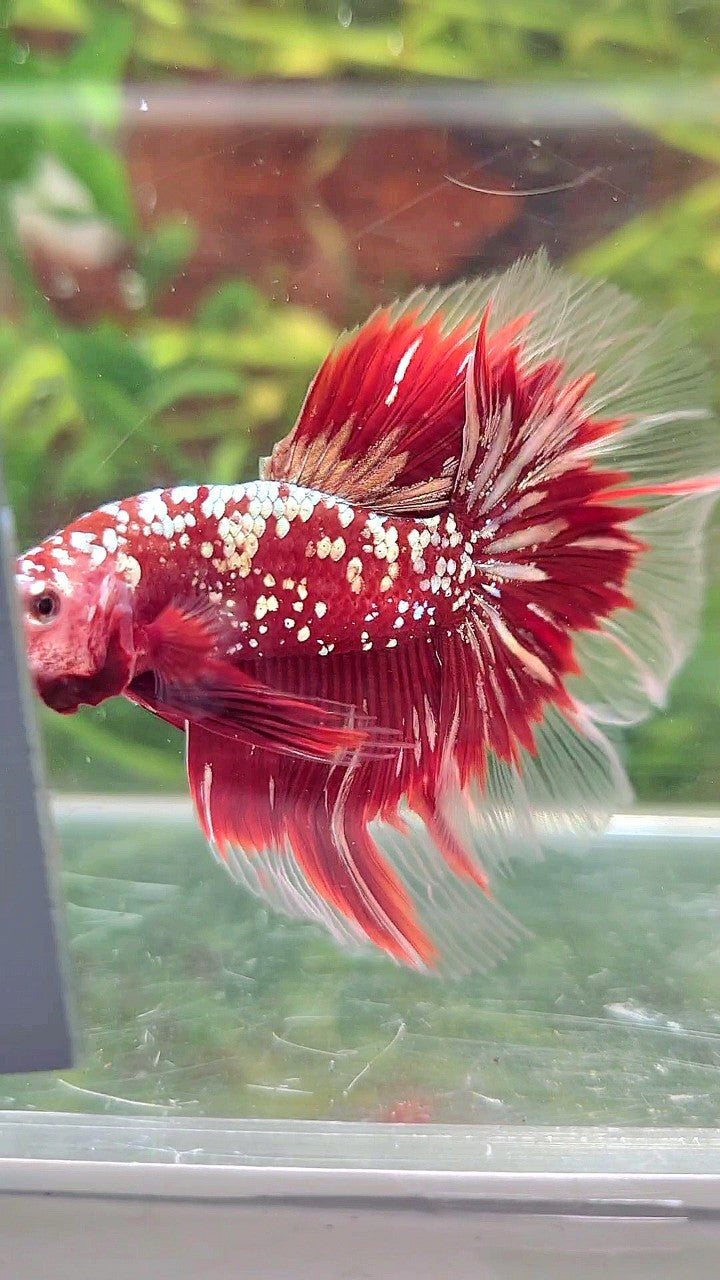 LUXURY HALFMOON ROSETAIL RED GOLD STAR GALAXY BETTA FISH