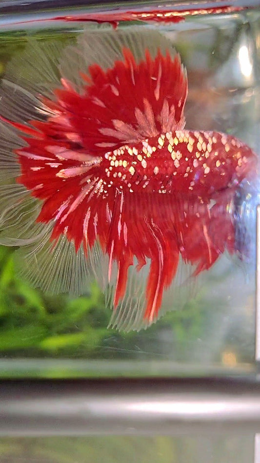 LUXURY HALFMOON ROSETAIL RED GOLD STAR GALAXY BETTA FISH