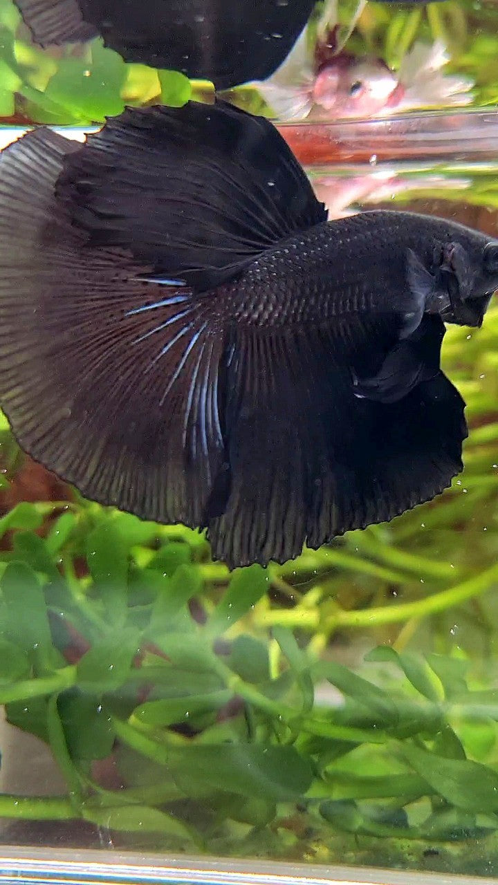 HALFMOON ROSETAIL SUPER BLACK BETTA FISH