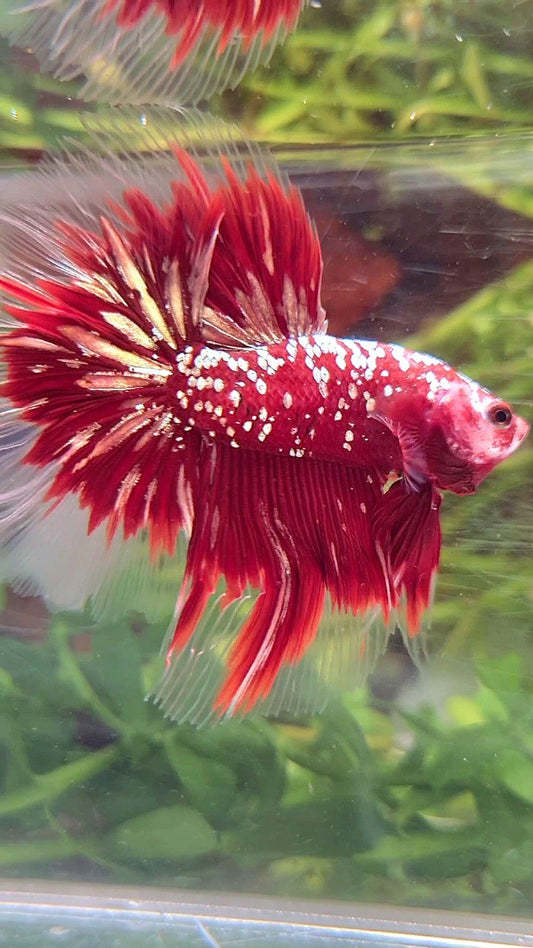 LUXURY HALFMOON ROSETAIL RED GOLD STAR GALAXY BETTA FISH