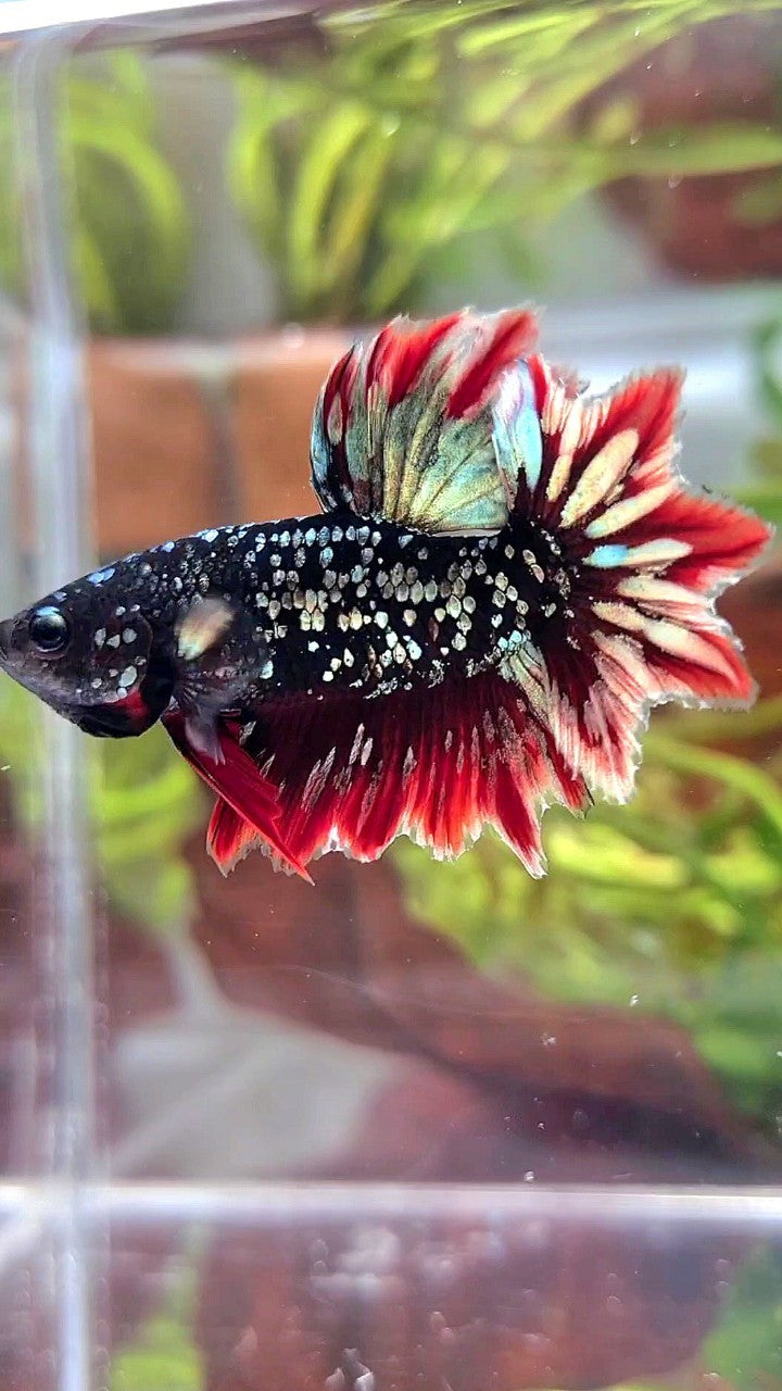 LUXURY HALFMOON FEATHER TAIL BLACK GALAXY COPPER GOLD AVATAR RED BETTA FISH