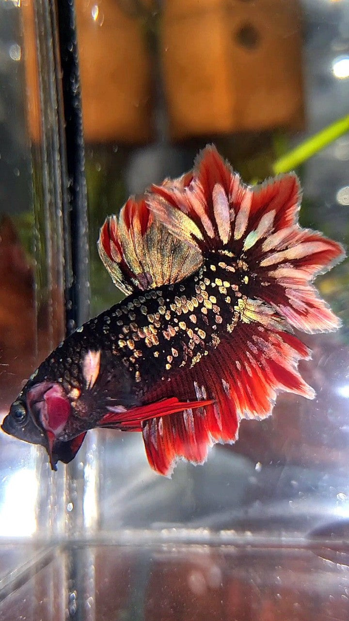 LUXURY HALFMOON FEATHER TAIL BLACK GALAXY COPPER GOLD AVATAR RED BETTA FISH