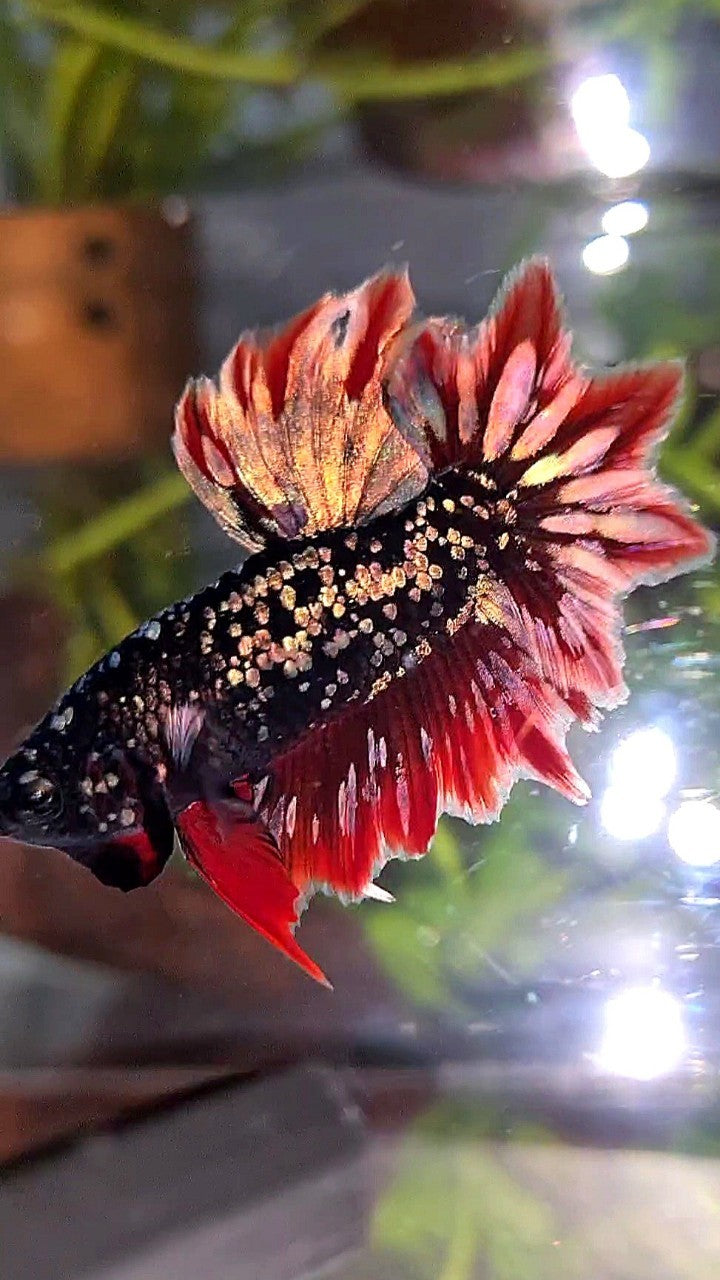 LUXURY HALFMOON FEATHER TAIL BLACK GALAXY COPPER GOLD AVATAR RED BETTA FISH