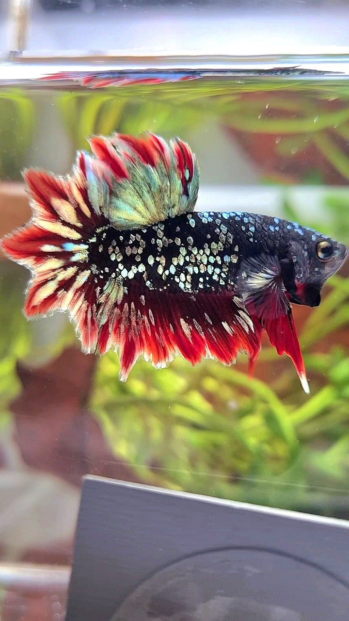 LUXURY HALFMOON FEATHER TAIL BLACK GALAXY COPPER GOLD AVATAR RED BETTA FISH