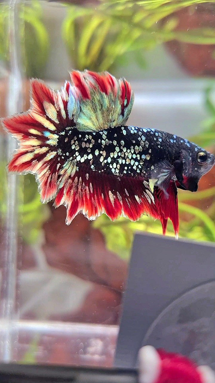 LUXURY HALFMOON FEATHER TAIL BLACK GALAXY COPPER GOLD AVATAR RED BETTA FISH