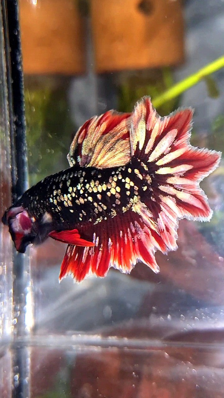 LUXURY HALFMOON FEATHER TAIL BLACK GALAXY COPPER GOLD AVATAR RED BETTA FISH