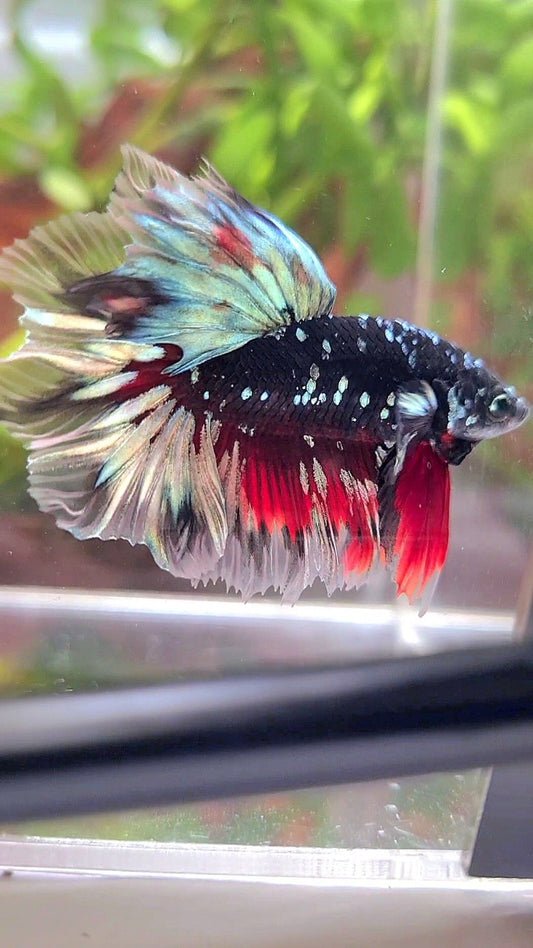 LUXURY HALFMOON FEATHER TAIL BLACK GALAXY COPPER GOLD AVATAR RED BETTA FISH
