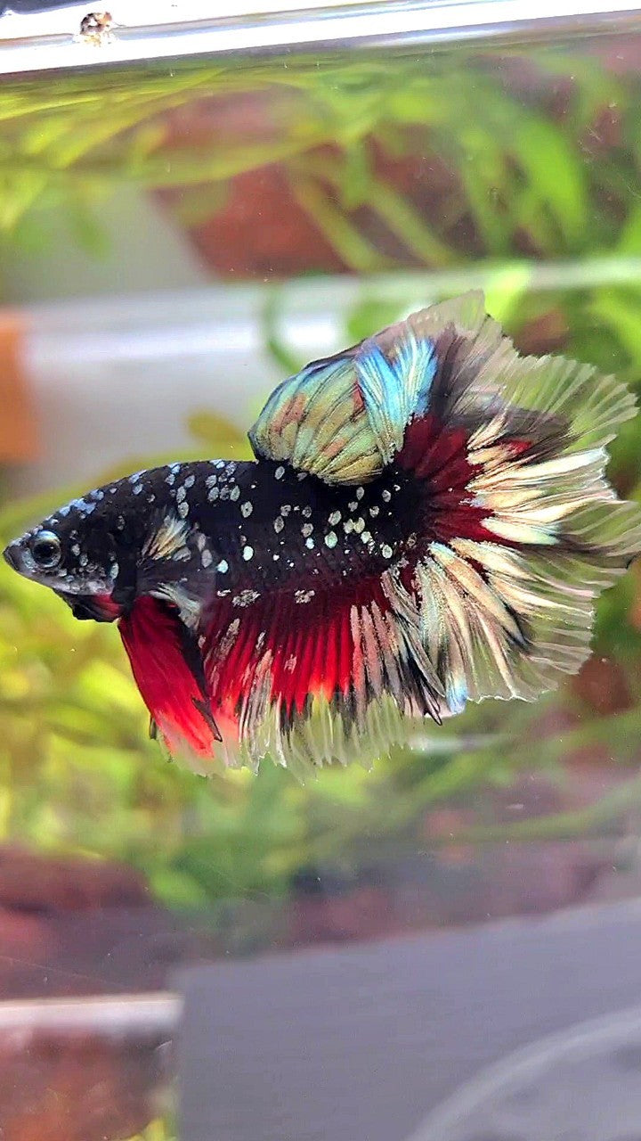 LUXURY HALFMOON FEATHER TAIL BLACK GALAXY COPPER GOLD AVATAR RED BETTA FISH