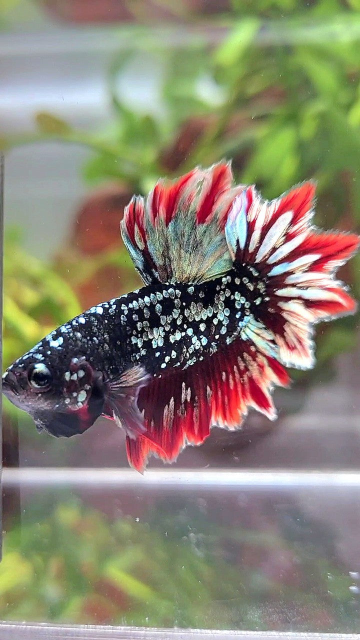 LUXURY HALFMOON FEATHER TAIL BLACK GALAXY COPPER GOLD AVATAR RED BETTA FISH