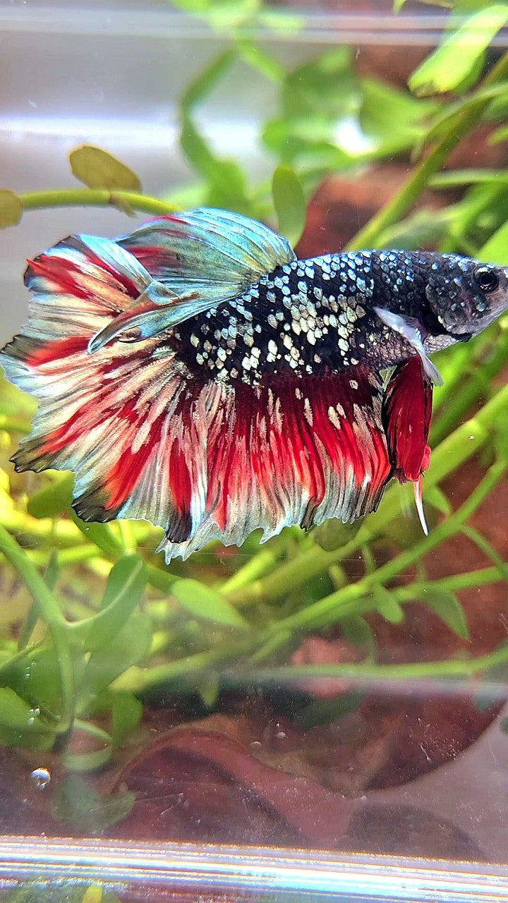 LUXURY HALFMOON FEATHER TAIL BLACK GALAXY COPPER GOLD AVATAR RED WASH BETTA FISH