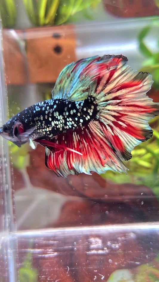 LUXURY HALFMOON FEATHER TAIL BLACK GALAXY COPPER GOLD AVATAR RED WASH BETTA FISH